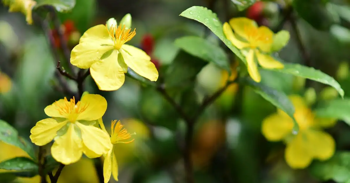 Tuinplanten met gele bloemen en rode bessen voor uw tuin