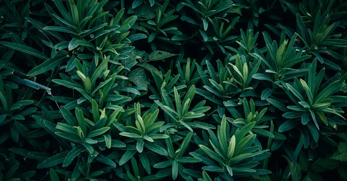 Tuinplant herkennen aan blad