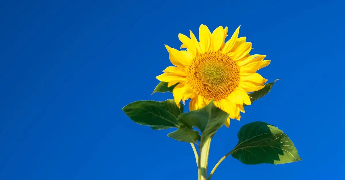 Tuinplant hoog