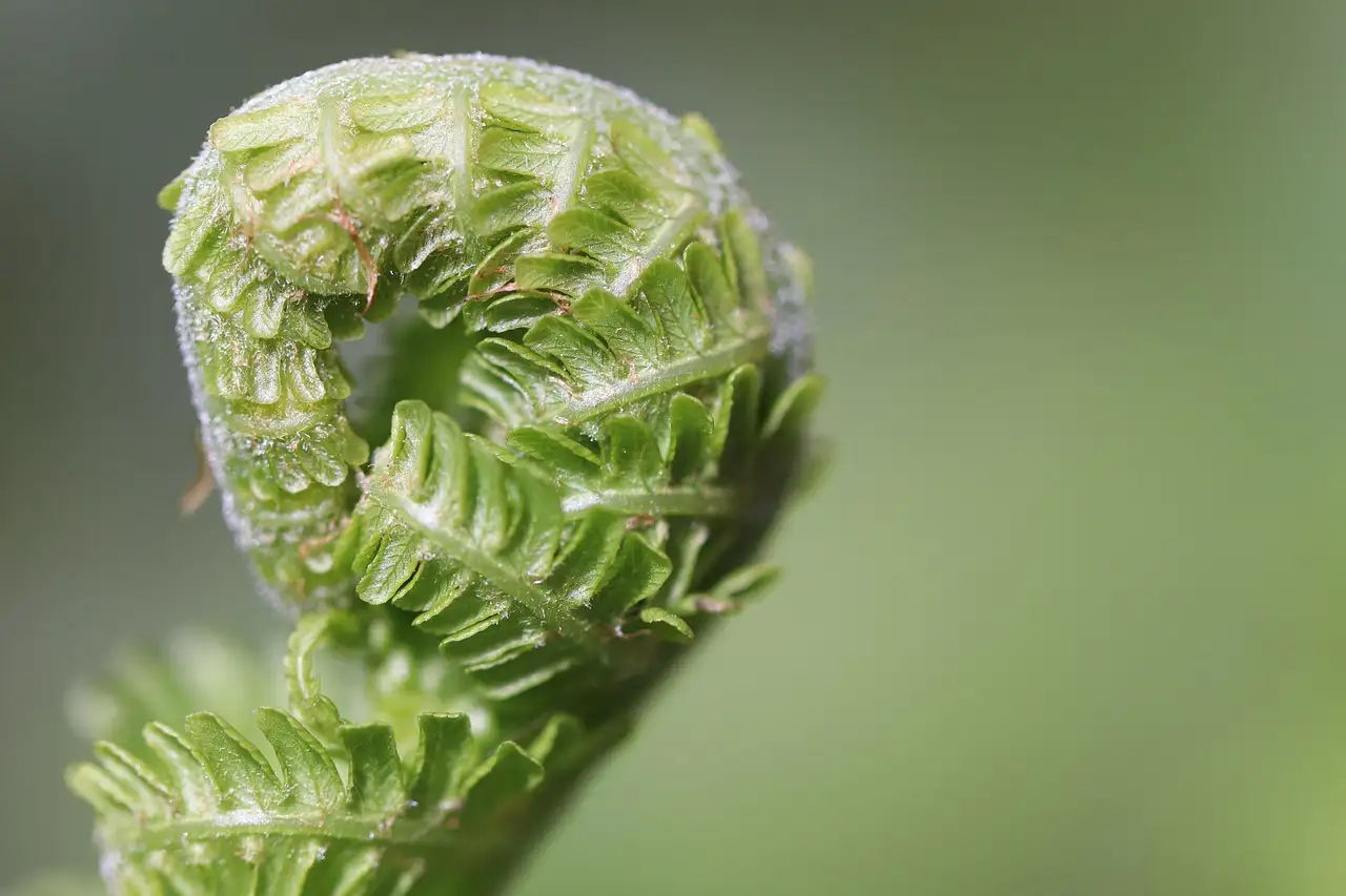 Leer tuinplanten identificeren met deze handige tips.