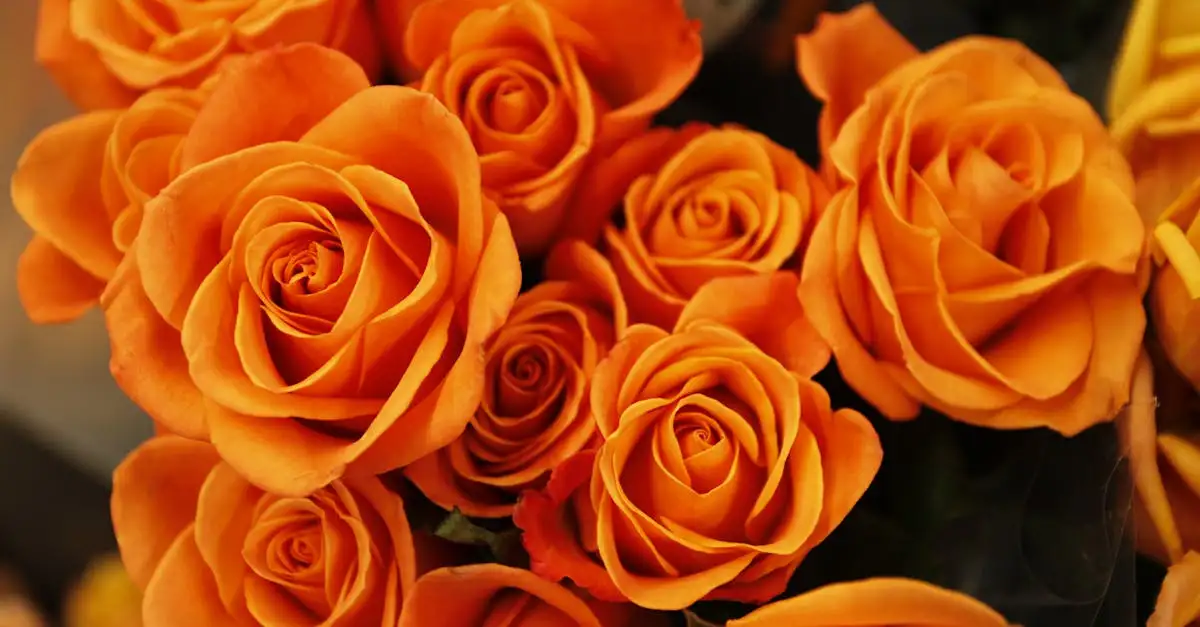 Tuinplant kado