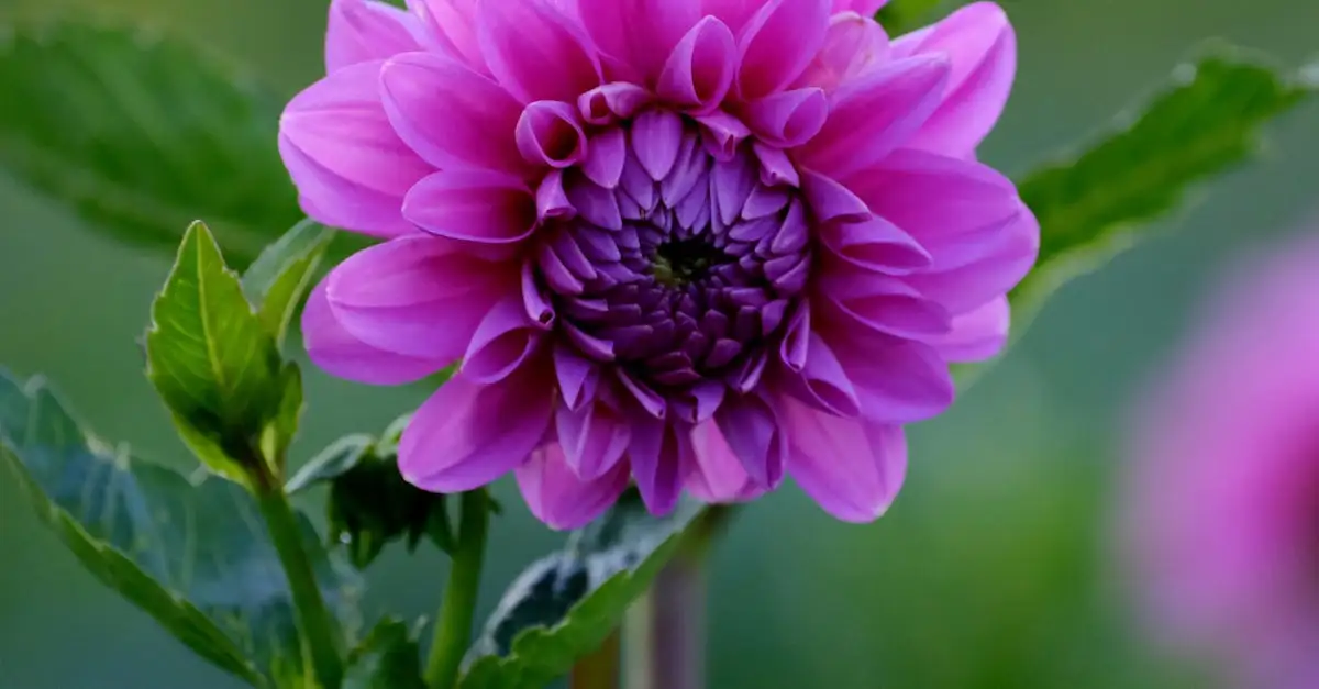 Tuinplant kopen quiz: Vind de perfecte plant voor uw tuin