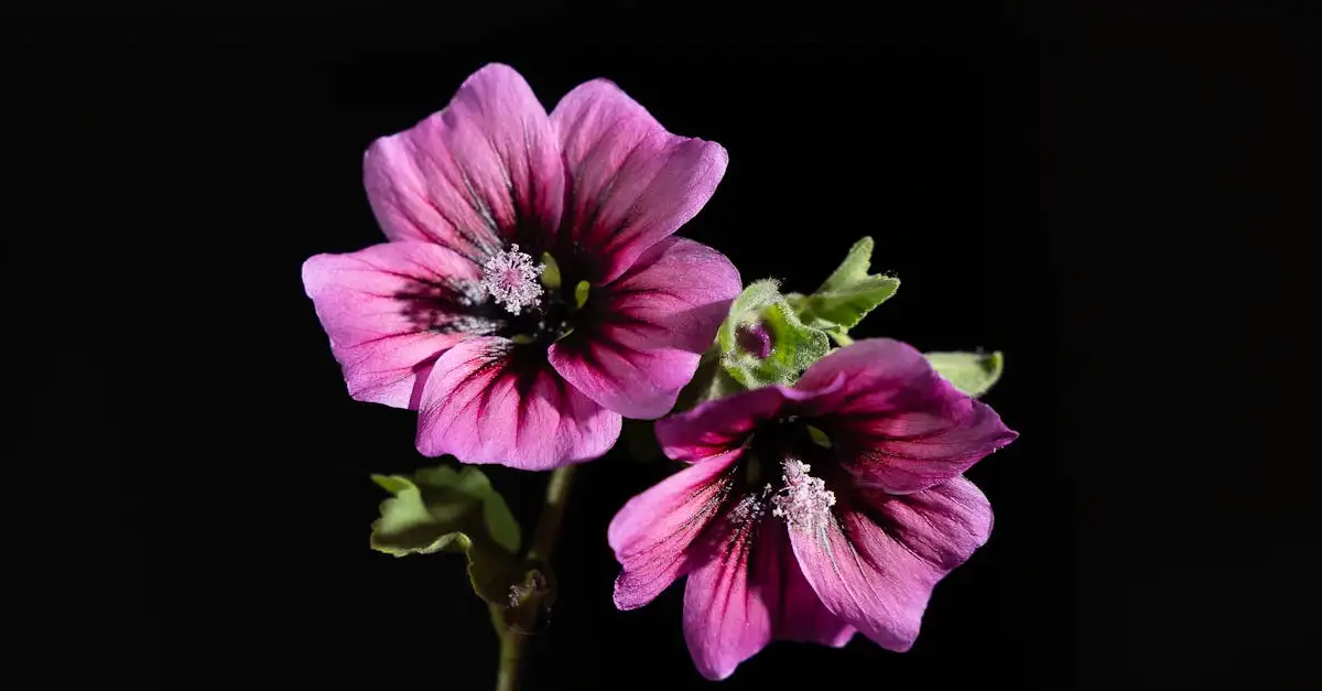 Lavatera tuinplanten kopen | Prachtige bloei voor uw tuin
