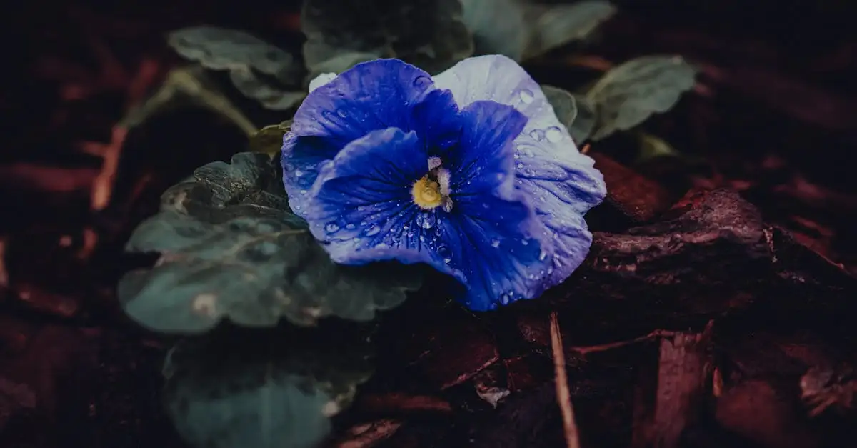 Tuinplant met paarse bloemen 4k wallpaper downloaden