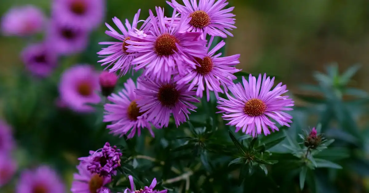 Tuinplanten met paarse bloemen kopen en bestellen