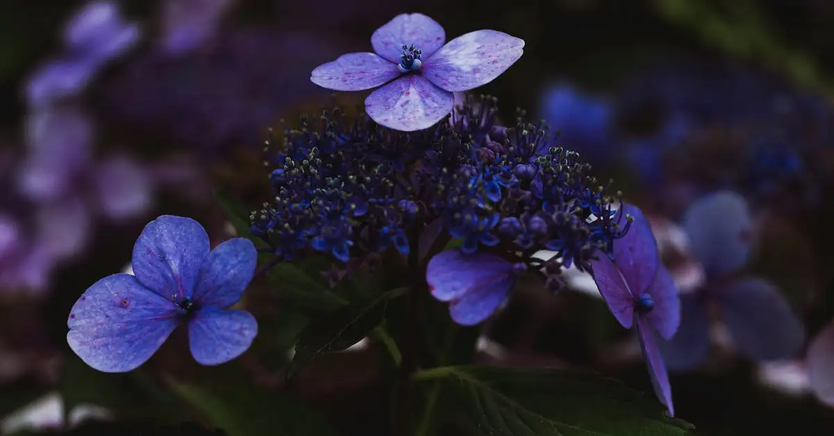 Paarse tuinplanten ontdekken op ons YouTube kanaal