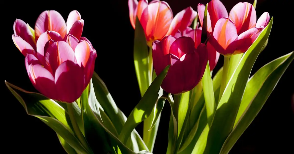 Roze bloeiende tuinplanten: De mooiste planten voor de tuin.