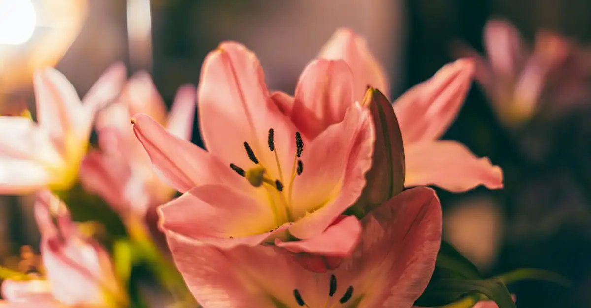 Sierlijke tuinplanten met roze bloemen: alles over de achtergrond