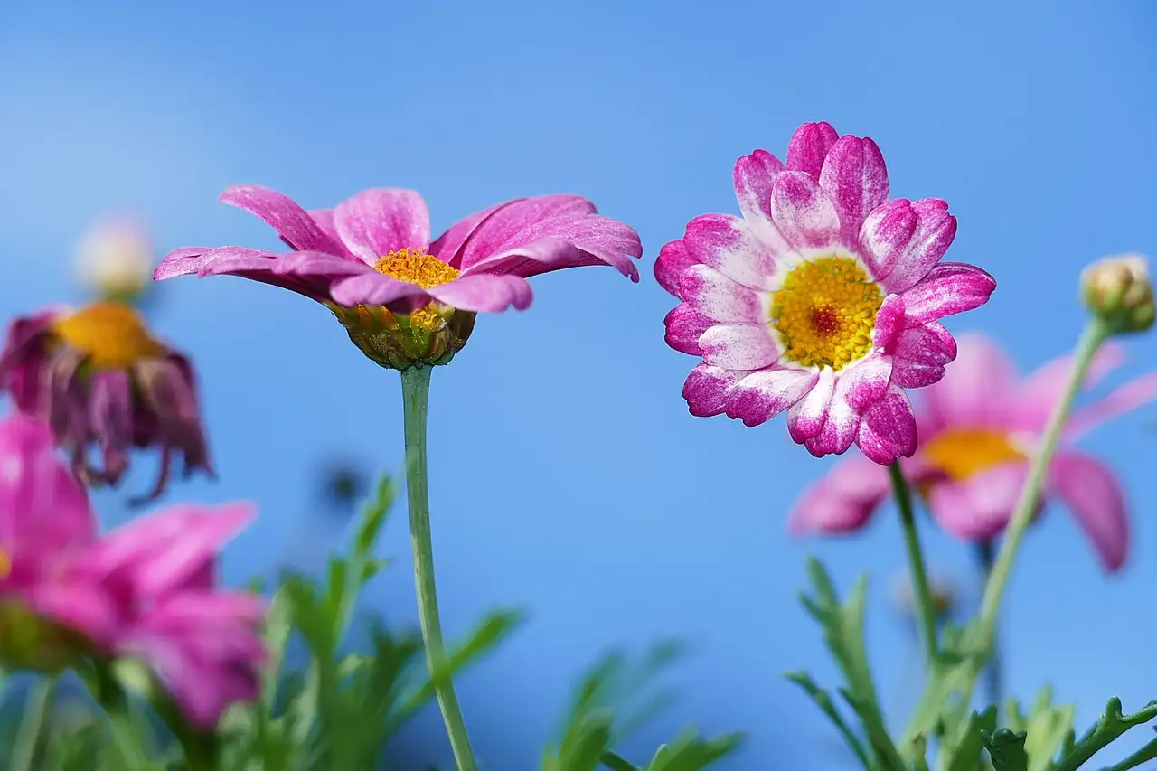 Roze bloemen tuinplanten in tekenfilmstijl ontdekken