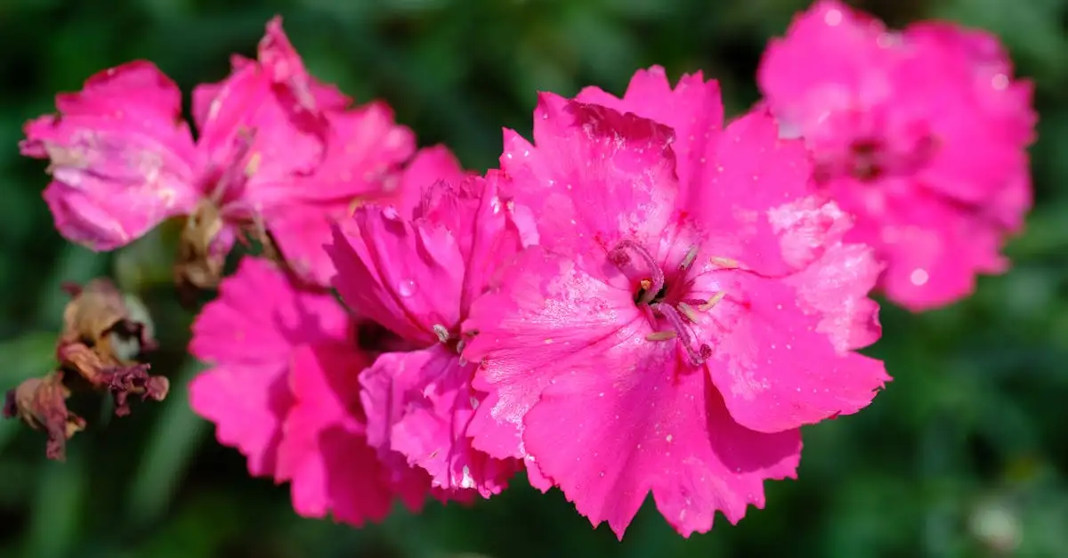 De tuinplant met roze bloemen yến mạch: kies de juiste.