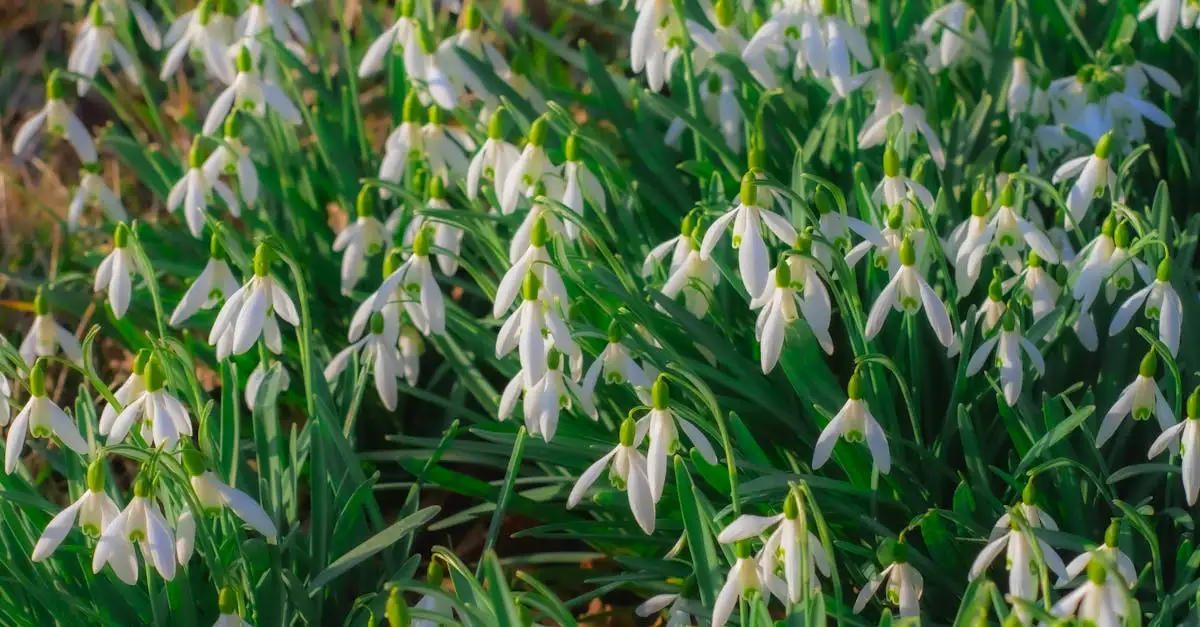 Ontdek de namen van populaire tuinplanten voor uw tuin