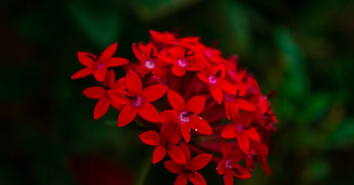 Pentas tuinplanten kopen en verzorgen voor uw tuin