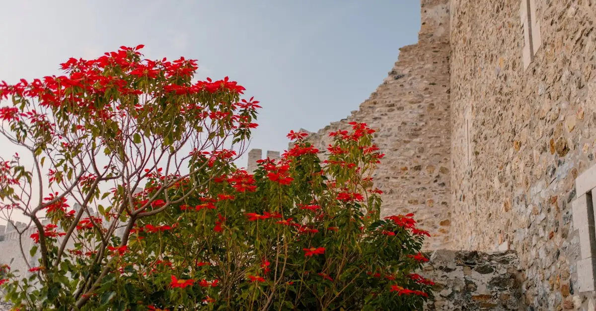 Rode tuinplanten voor uw tuin in 2022 kopen