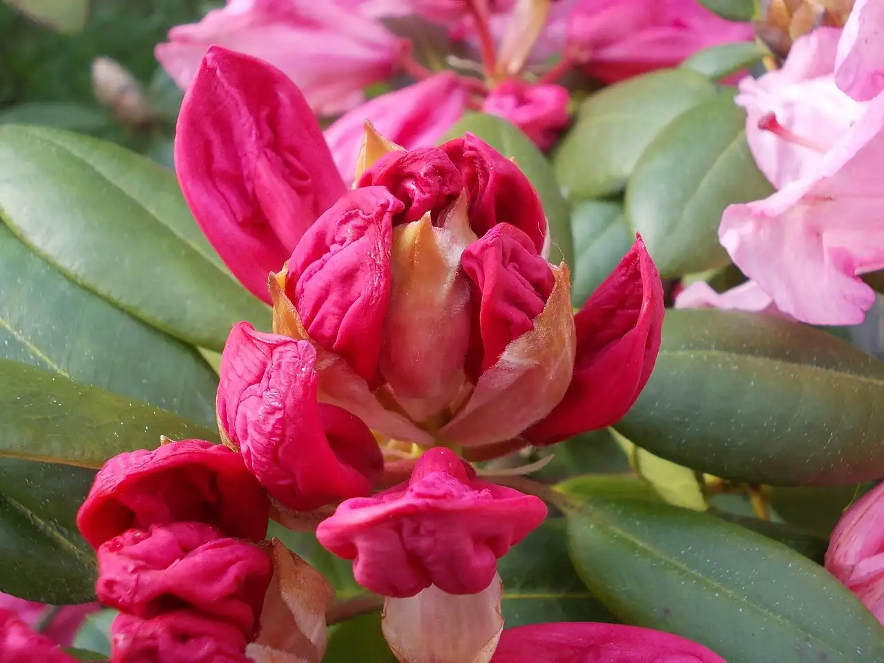 Rode en roze bloemen voor in de tuin: De beste planten