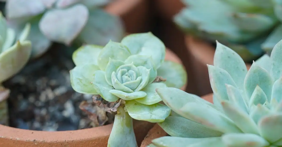 Tuinplant sedum: een sterke en onderhoudsarme keuze