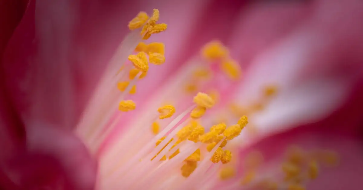 Tuinplant slaapmutsje kopen voor uw tuin