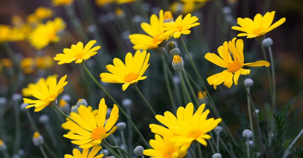 Tuinplanten die weinig water nodig hebben voor uw tuin