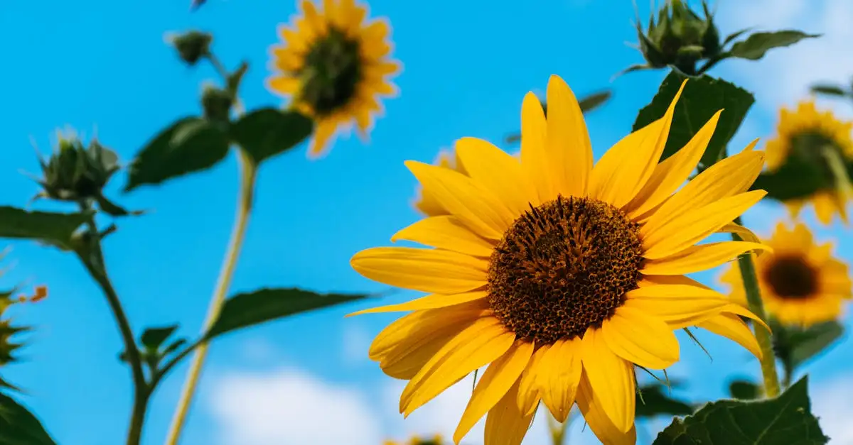 Tuinplanten die weinig water nodig hebben voor uw tuin