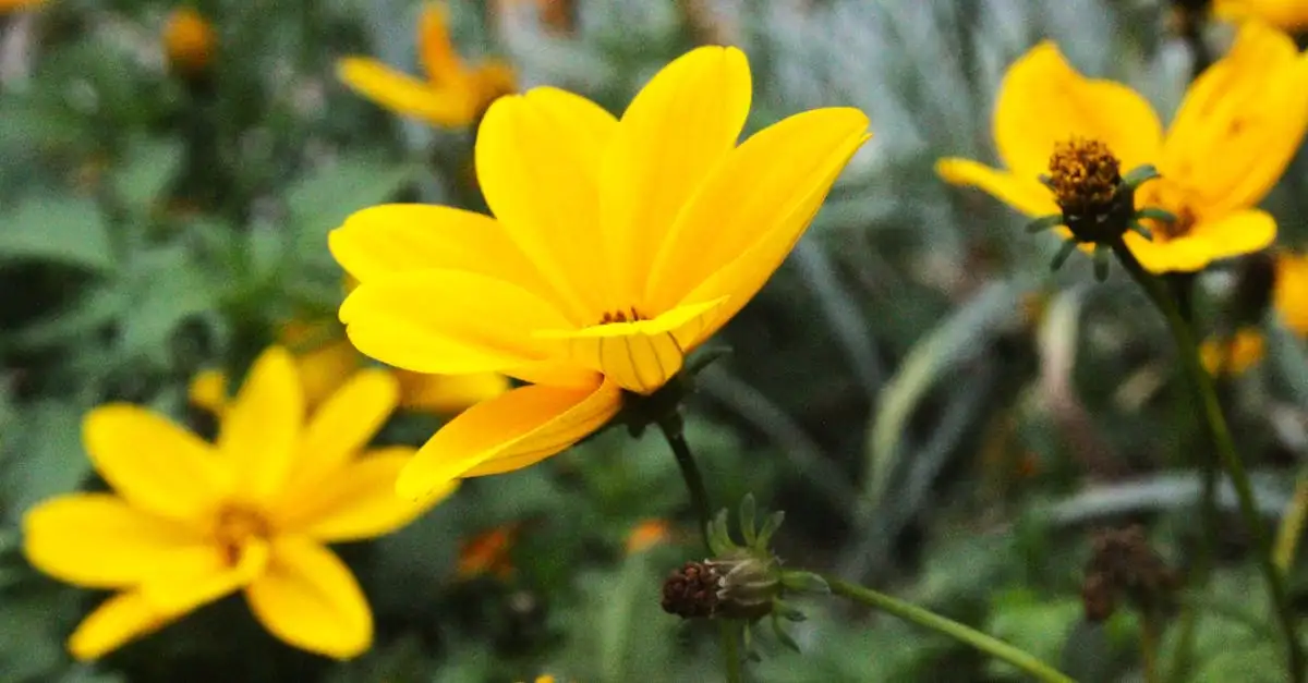 Tuinplanten die weinig water nodig hebben voor uw tuin