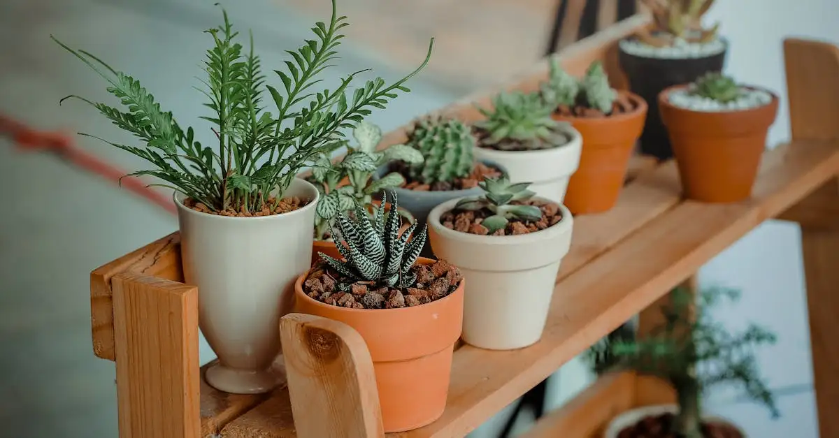 Tuinplant in pot bestellen