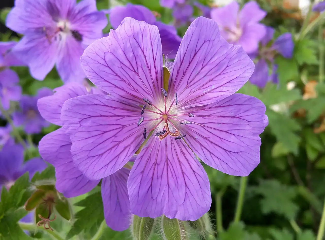 Tuinplant nunspeet