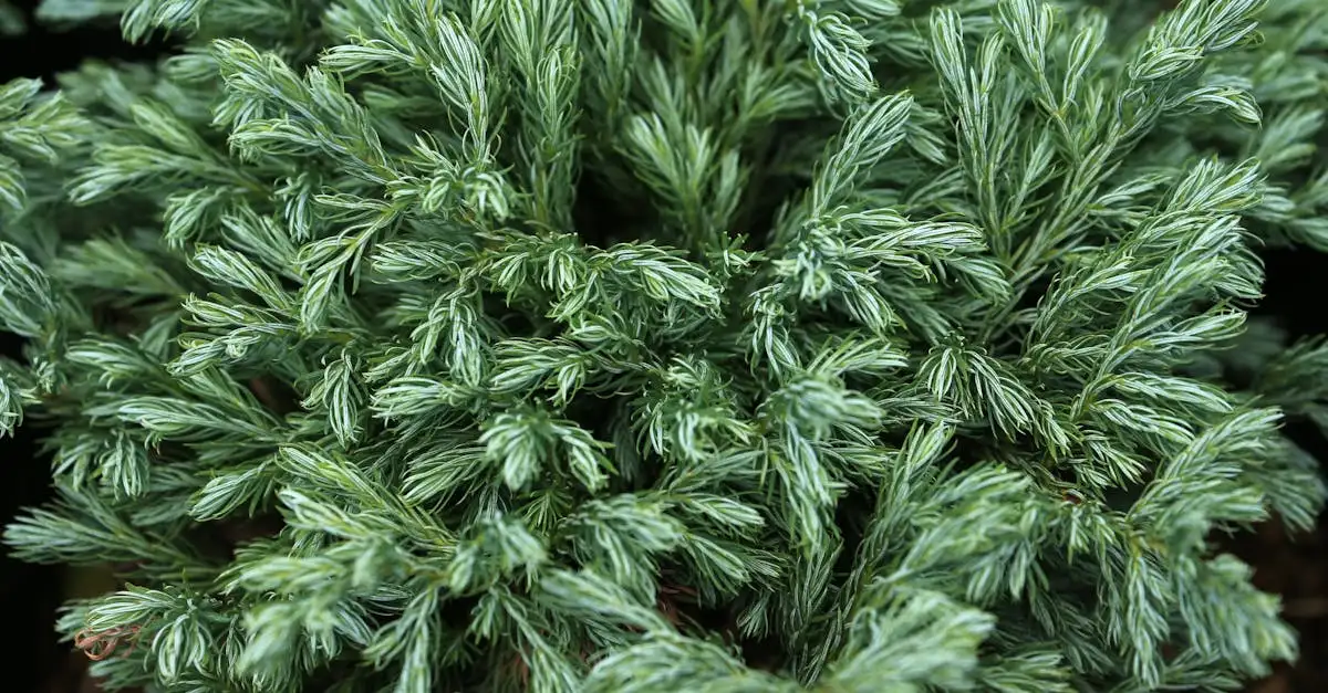 Tuinplanten die groen blijven in de winter | Groenblijvend