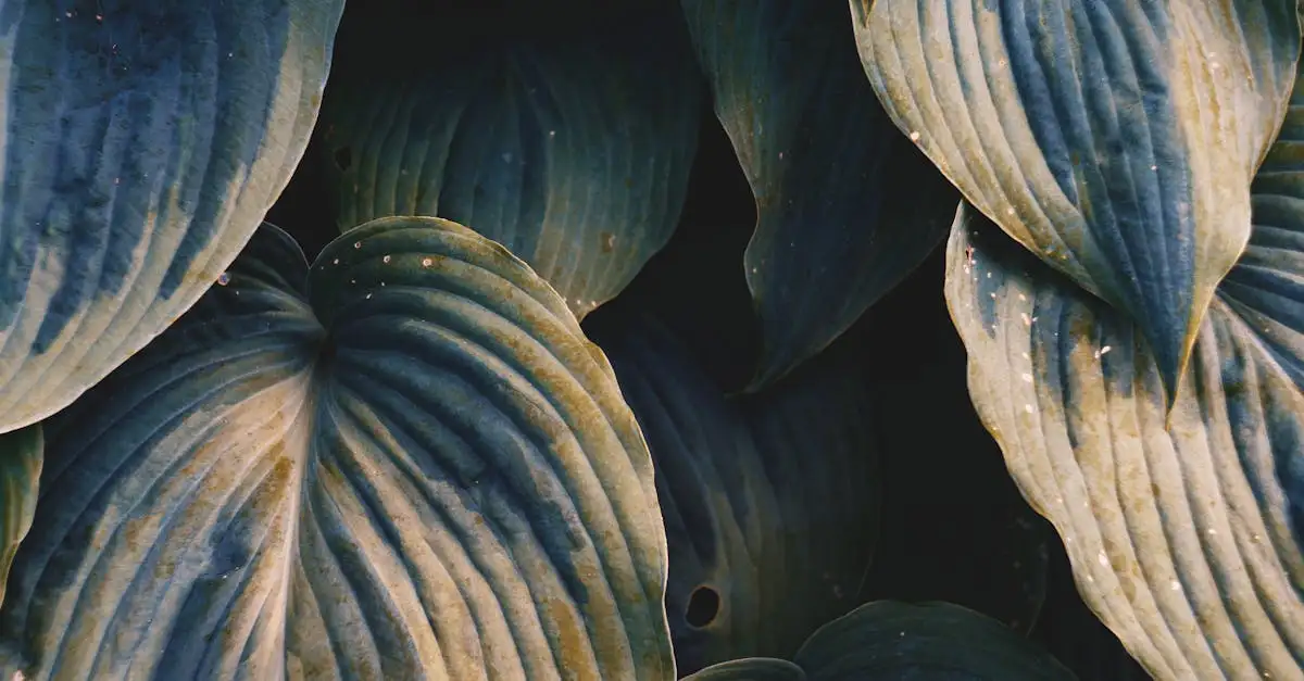 Tuinplanten voor de schaduw: beste keuzes voor uw tuin