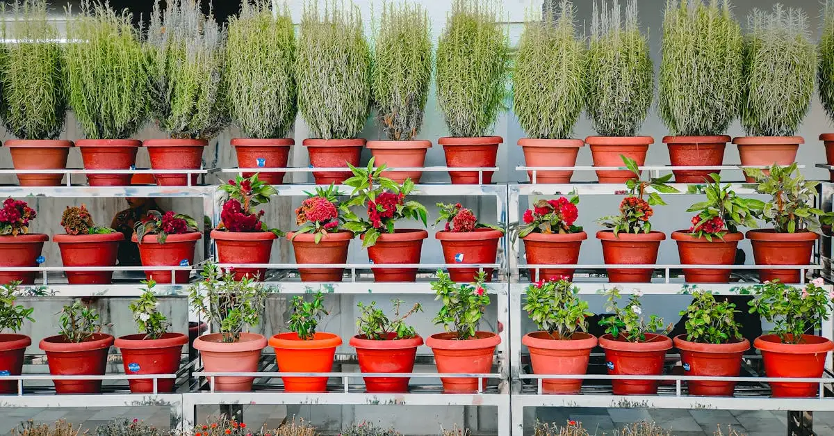 Tuinplanten in pot: Welke soorten doen het goed buiten?