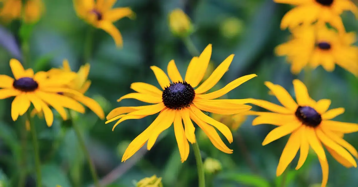 Geschikte tuinplanten voor een plek in de volle zon