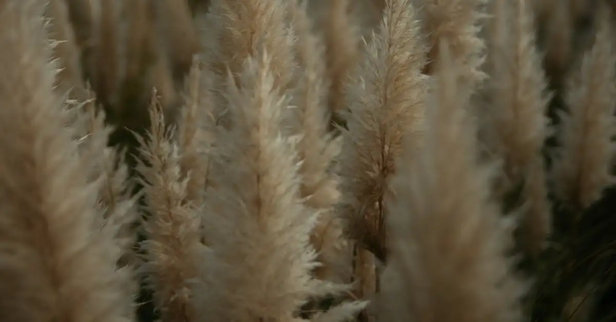 Winterharde tuinplant