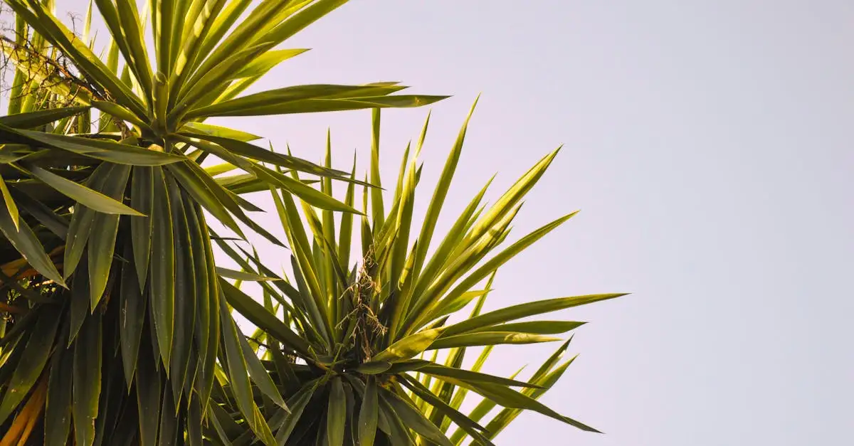 Yucca tuinplant verzorging