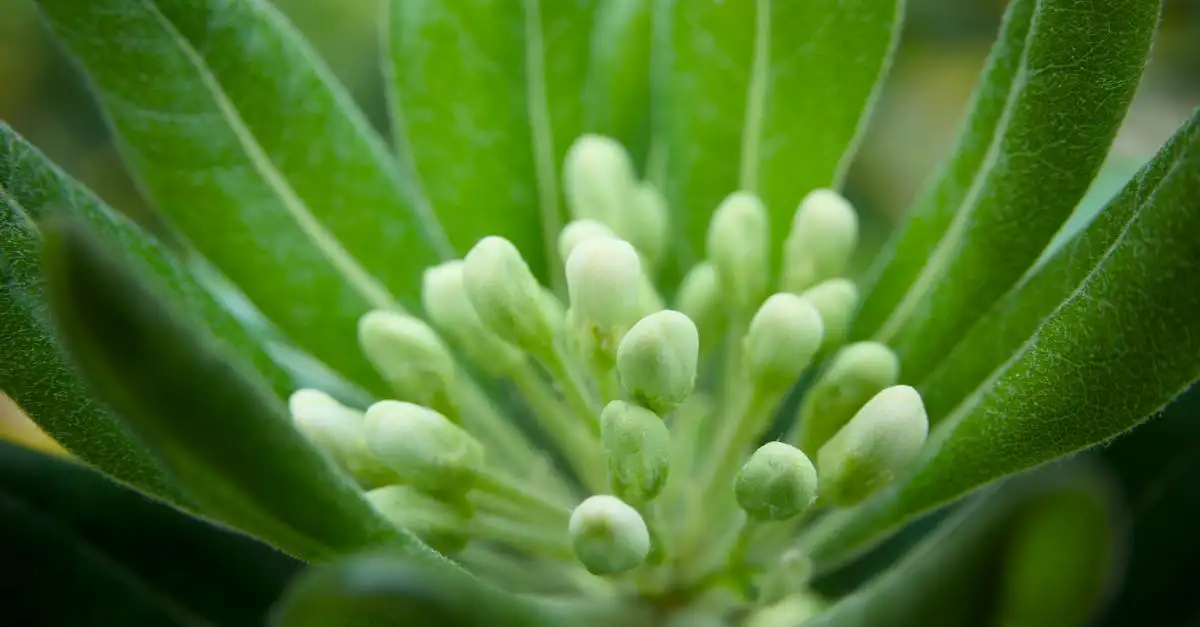 Zilverkaars tuinplant